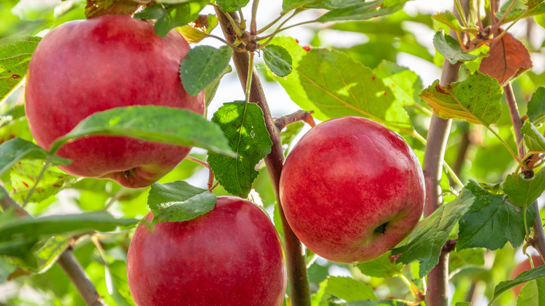 red apples on a tree