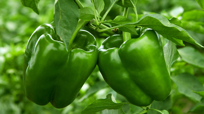green bell peppers on a branch