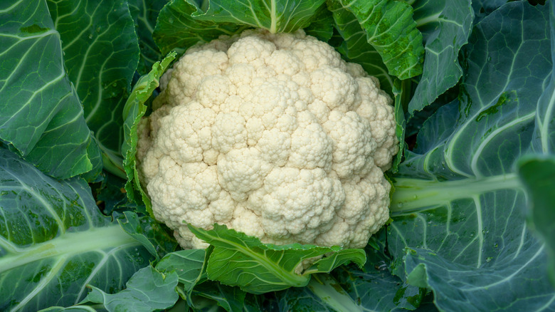 Large Cauliflower