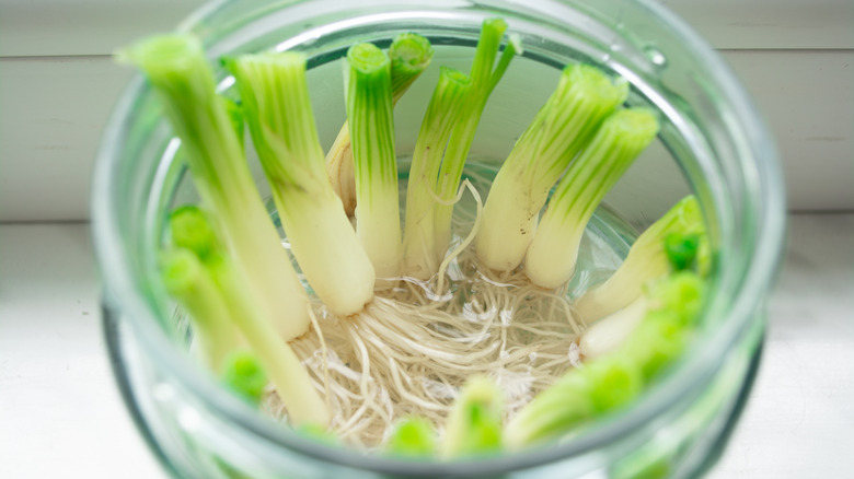 Easy Green Onion Curls