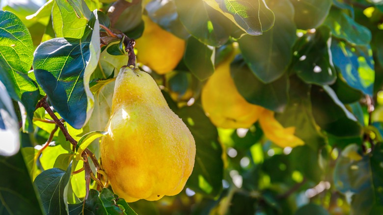 Quince tree