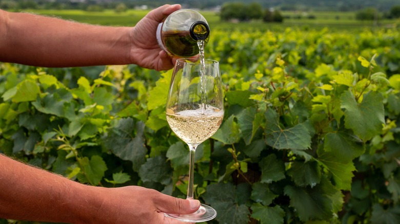   Gießen Sie Pinot Grigio von Hand