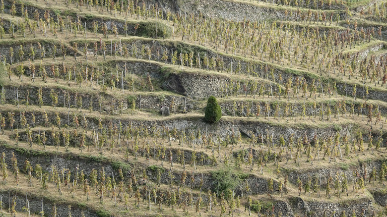   Luftaufnahme des Weinbergs Condrieu