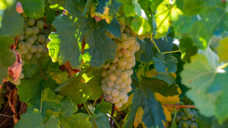   uva roussanne su una vite