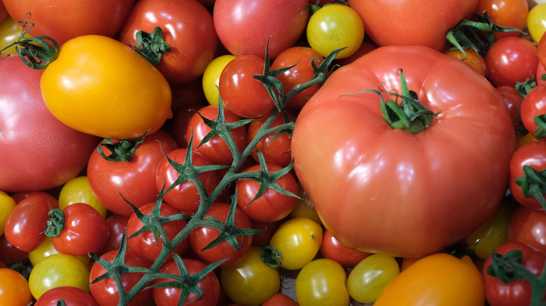 assortment of tomatoes