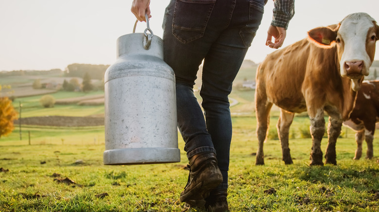 Man carrying a metal milk jug on a farm with a cow in the background