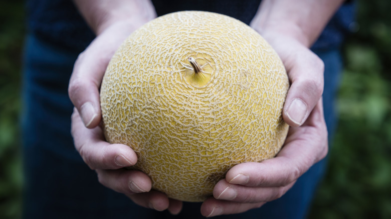 hands holding a yellow melon
