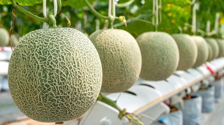 cantaloupes on the vine