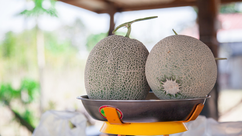 cantaloupes being weighed