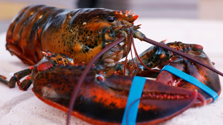 TSA Finds 20-Pound Lobster in Checked Bag