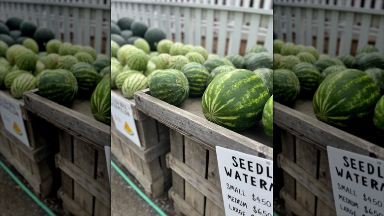 watermelons for sale at a farm stand