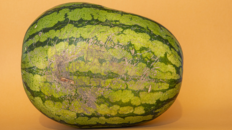 webbing on outside of watermelon