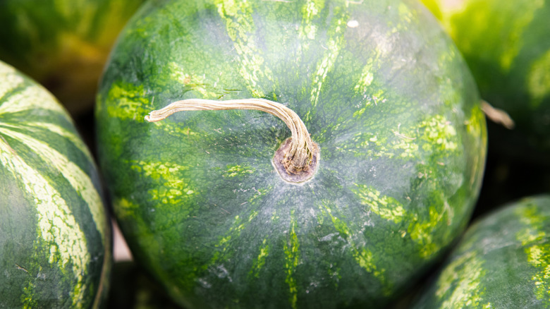 watermelon with dried stem