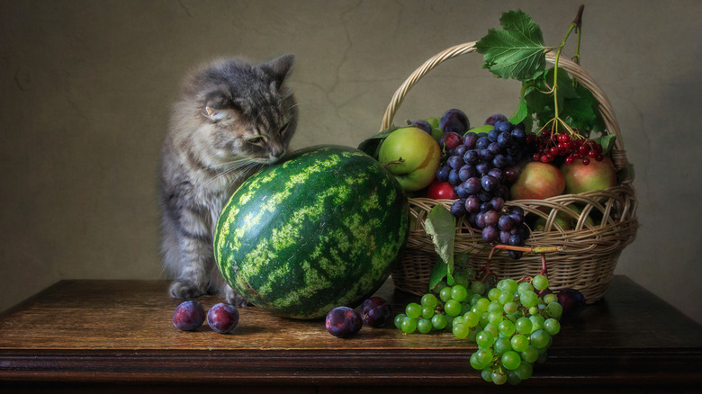 cat sniffing a watermelon