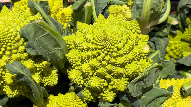 romanesco in the sunlight