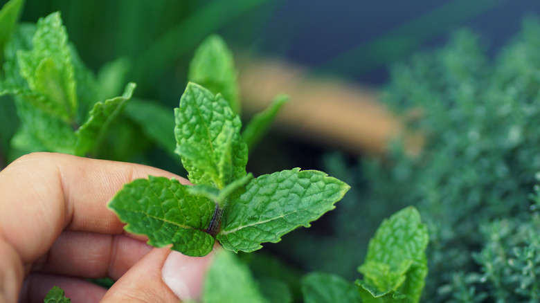 Hands picking fresh mint