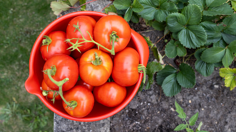 Bowl of fresh tomatoes