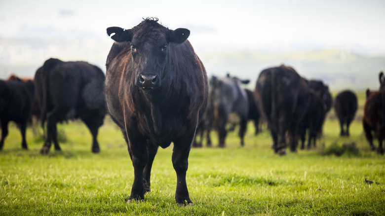 Black beef cow grazing in a field