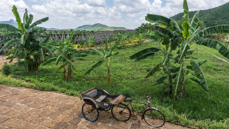 Kampot pepper fields in Cambodia