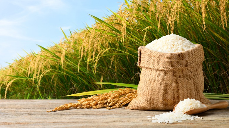 White rice and rice paddy