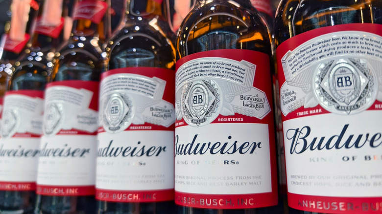 Bottles of Budweiser lined in a fridge