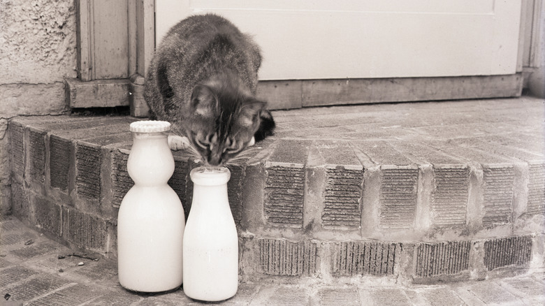 A cat sniffs milk delivery bottle on front step