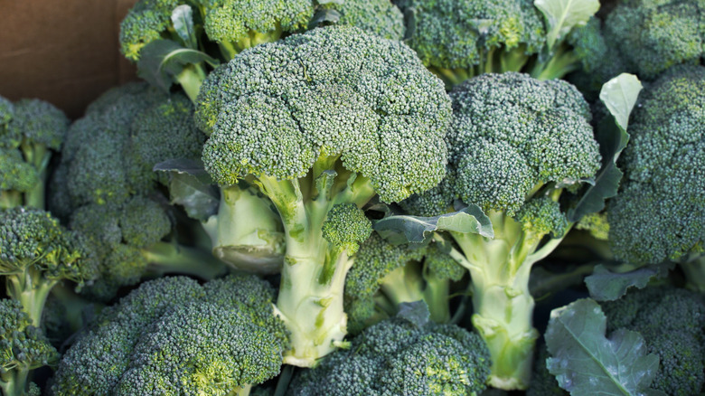 heads of broccoli