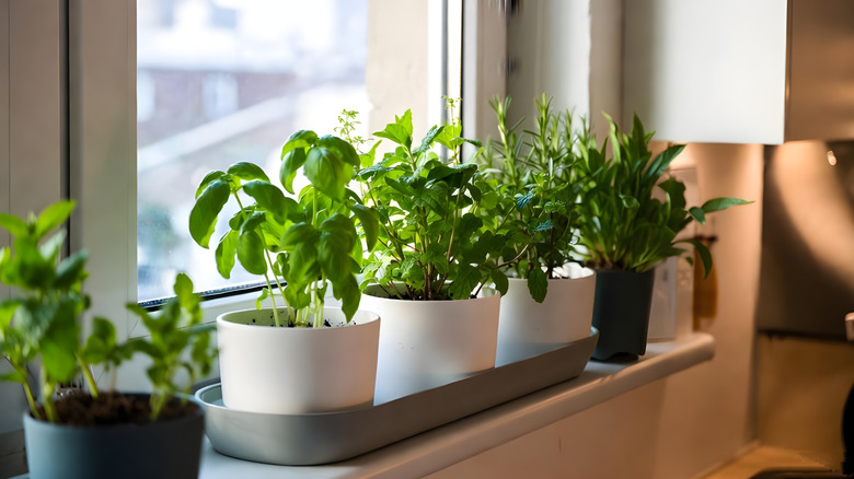 Several white pots of herbs sitting on a window sill