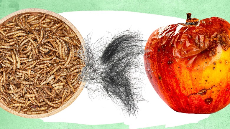 larvae, rodent hair, and rotten apple