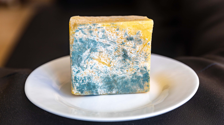 Moldy cheese on a plate
