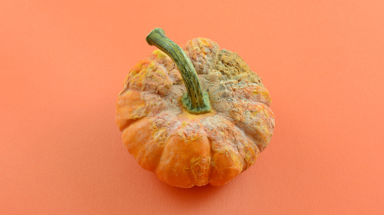 pumpkin with moldy spot
