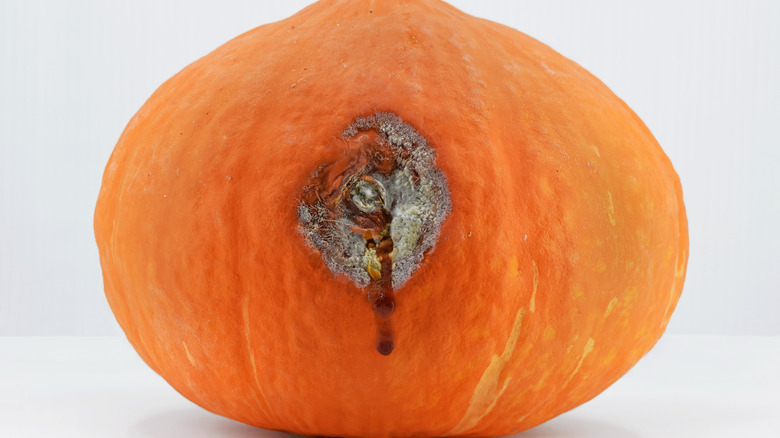 squash with moldy soft spot