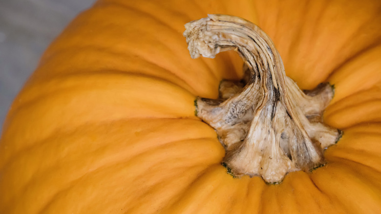 pumpkin with woody stem