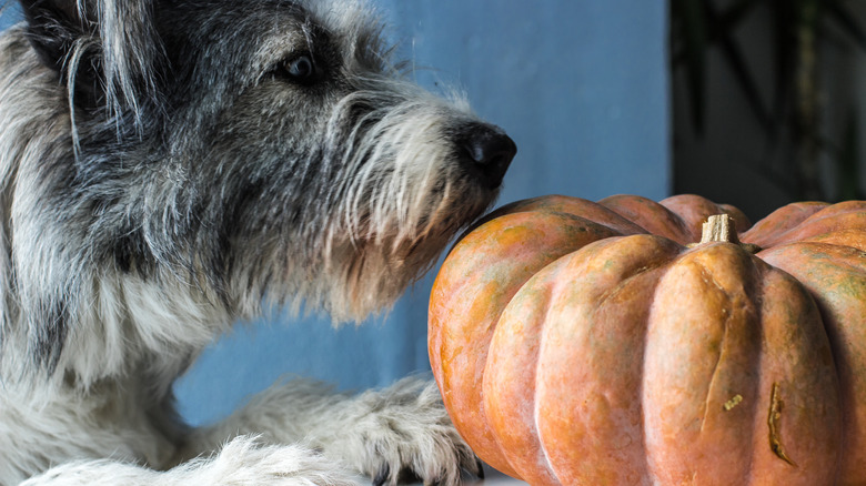 dog sniffing pumpkin