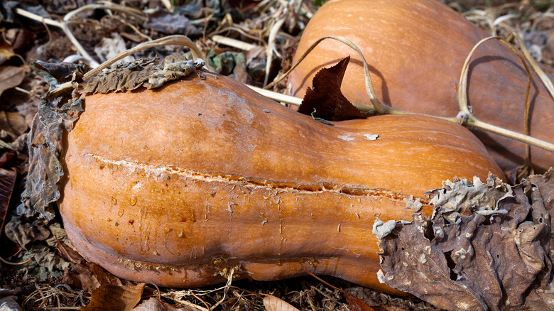 butternut squash on vine with crack in it
