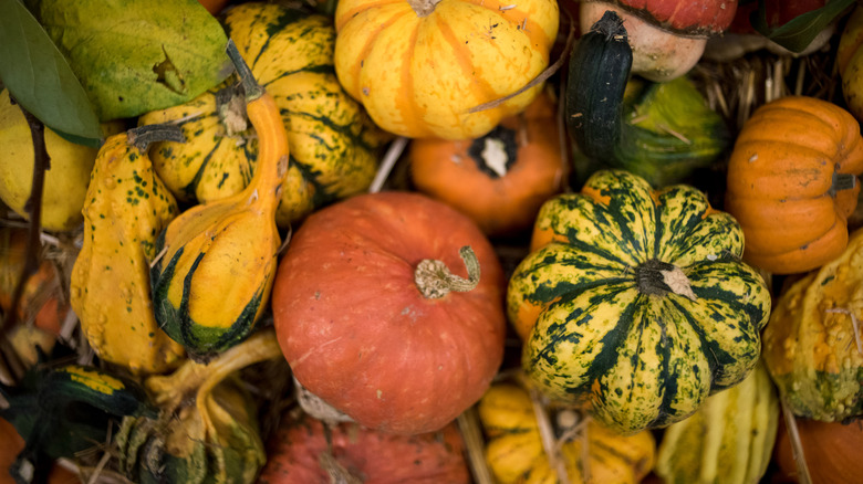 Pumpkins on display