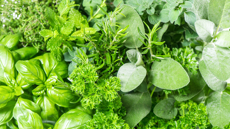 A bunch of fresh herbs including basil, parsley, and sage
