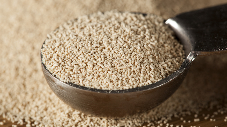 A close-up of a spoonful of dry yeast