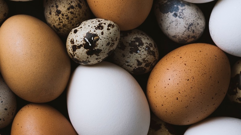 Close up of chicken and quail eggs