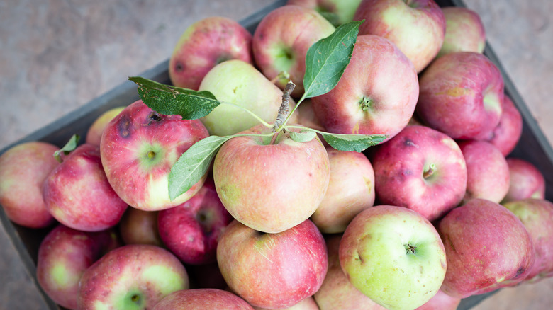 Pile of apples