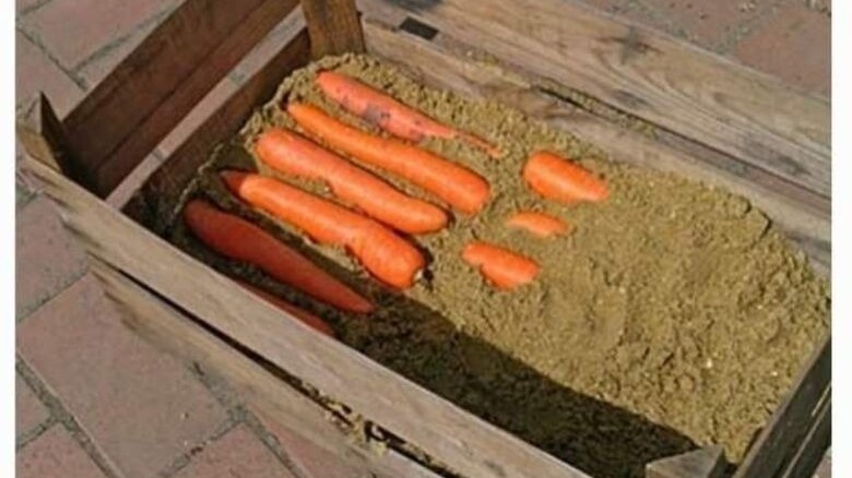 Carrots stored in sand