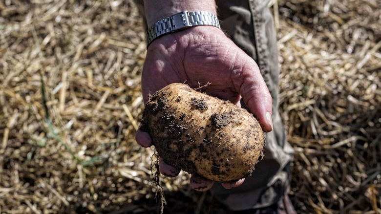 Hand holding a freshly dug Carola potato