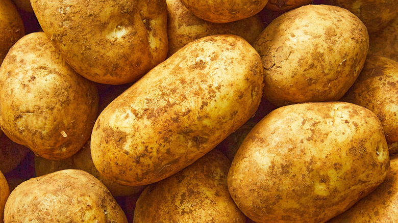 A pile of unwashed Kennebec potatoes