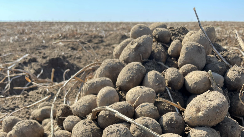 Lamoka potatoes in a field