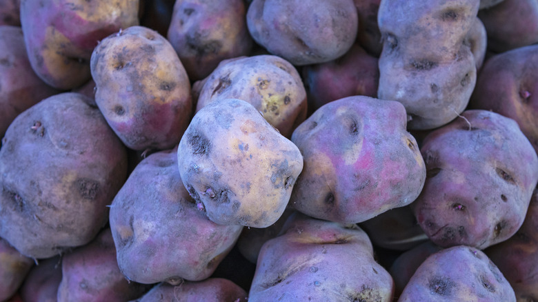 A pile of purple Peruvian potatoes