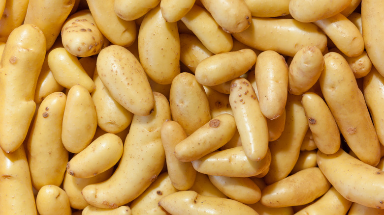 A pile of Russian banana fingerling potatoes