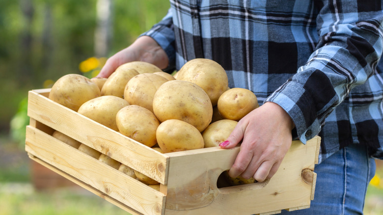 Hands holding a wooden crate of Yukon Gold potatoes