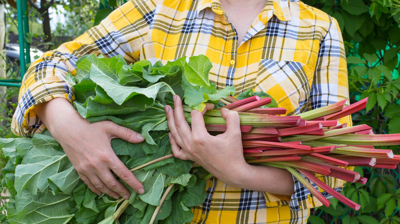 Person with cut rhubarb bunch