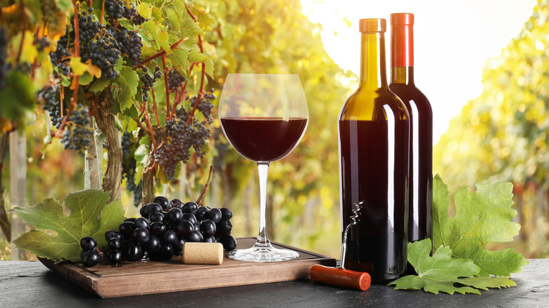 Bottles of red wine, glass, and grapes in a vineyard.