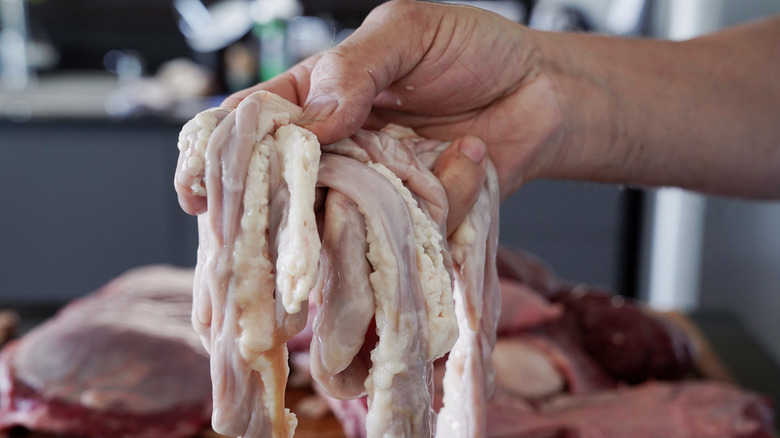 Close up of person's hand holding raw pig intestines to prepare chitlins
